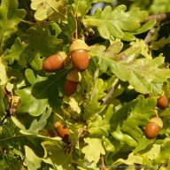 СтройСруб 69