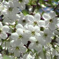 АлинкаКалинка1